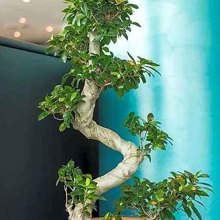 Rheinterrassen Cafe Restaurant 3* Widdig