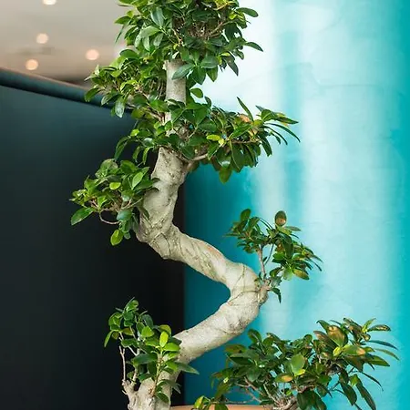 Rheinterrassen Cafe Restaurant Widdig